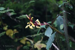 Cautleya spicata